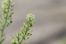 Image of Virginia pepperweed