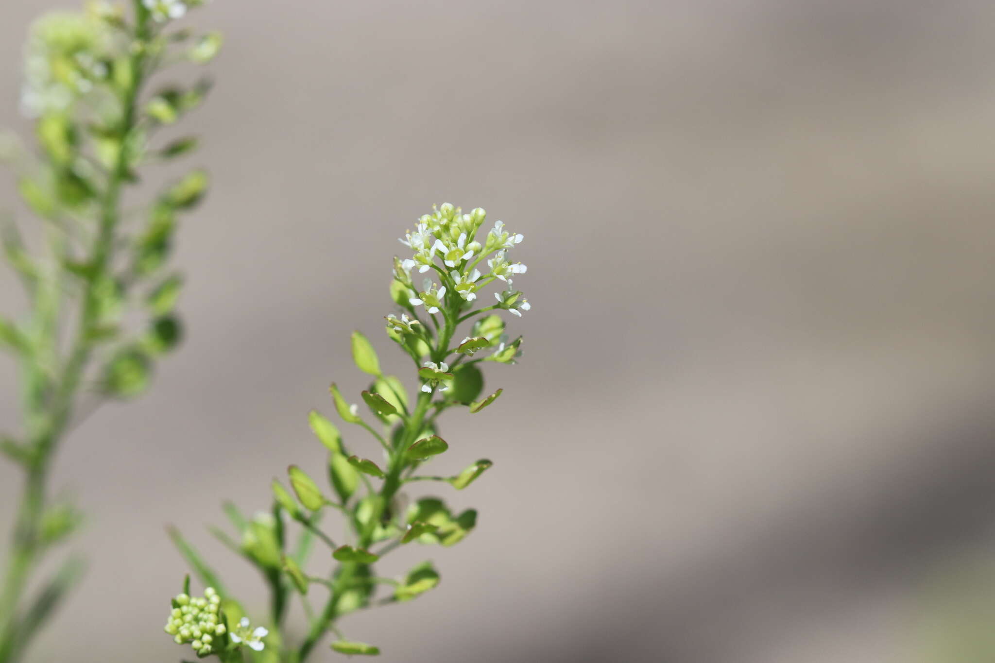 Image of Virginia pepperweed