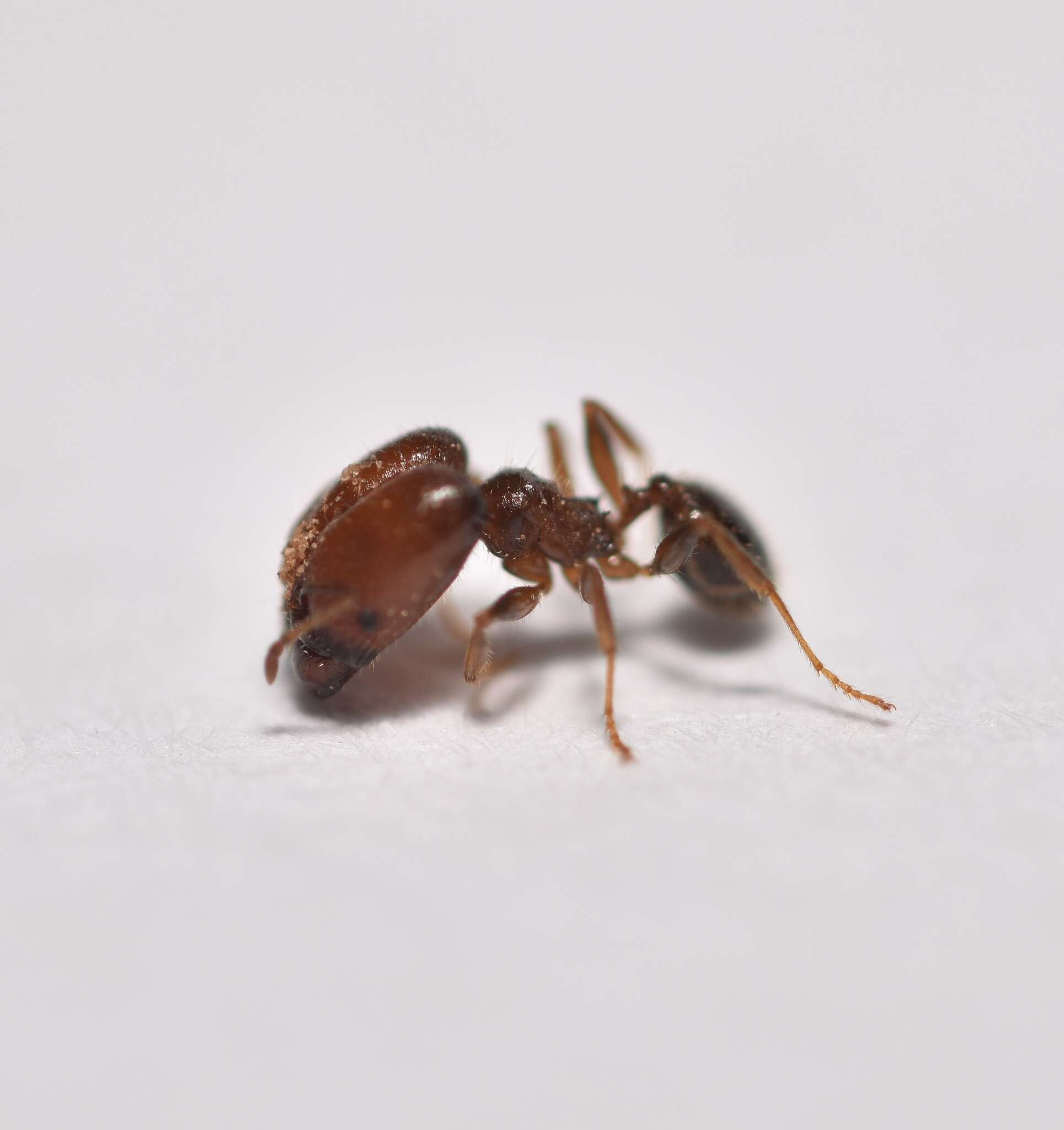 Image de Pheidole tepicana Pergande 1896