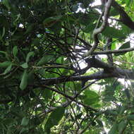 Image of Amyema villiflora (Domin) Barlow