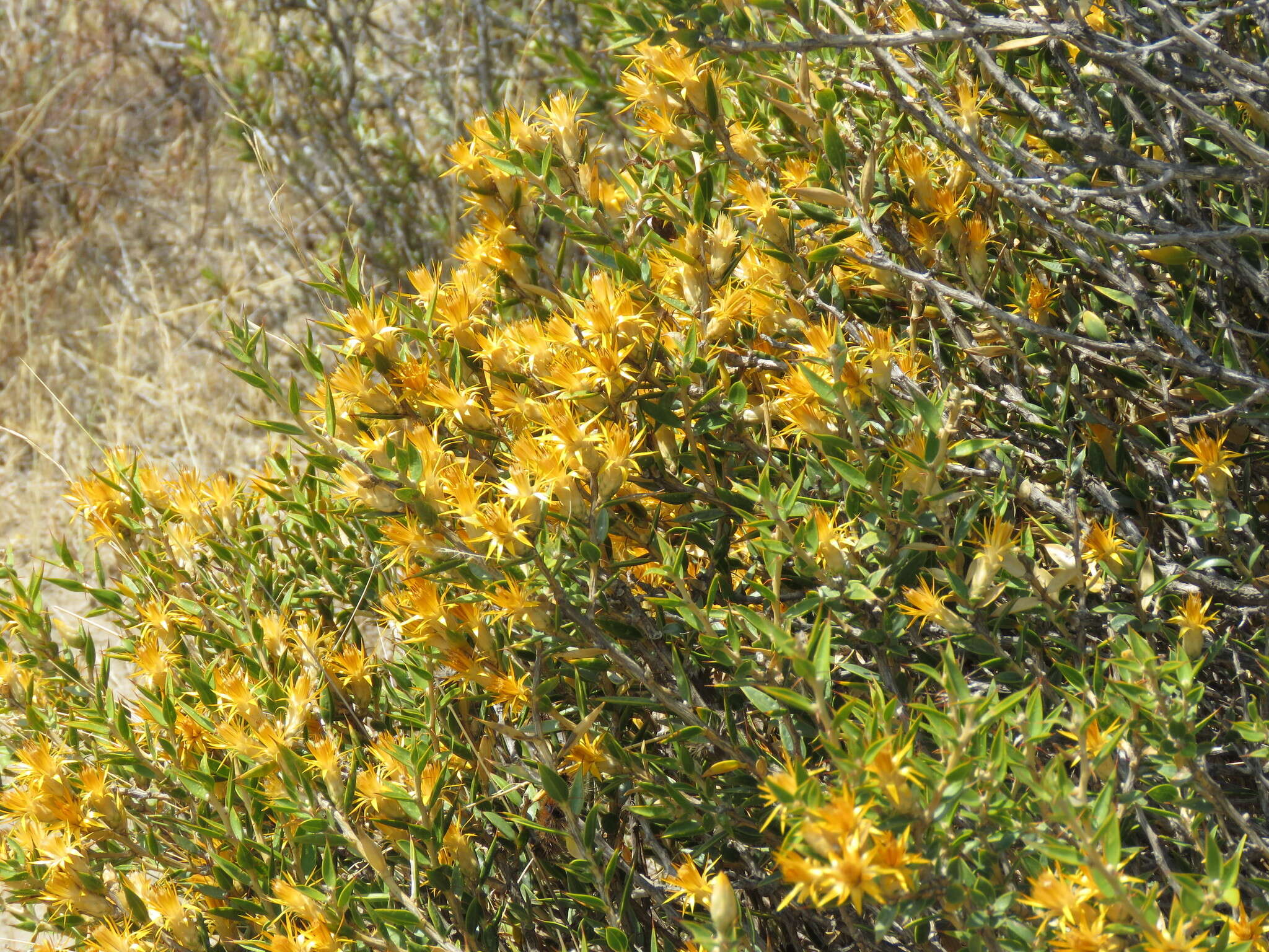 Image of Chuquiraga avellanedae Lorentz