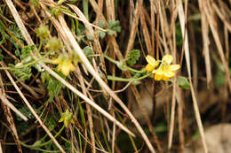 صورة Coronilla vaginalis Lam.