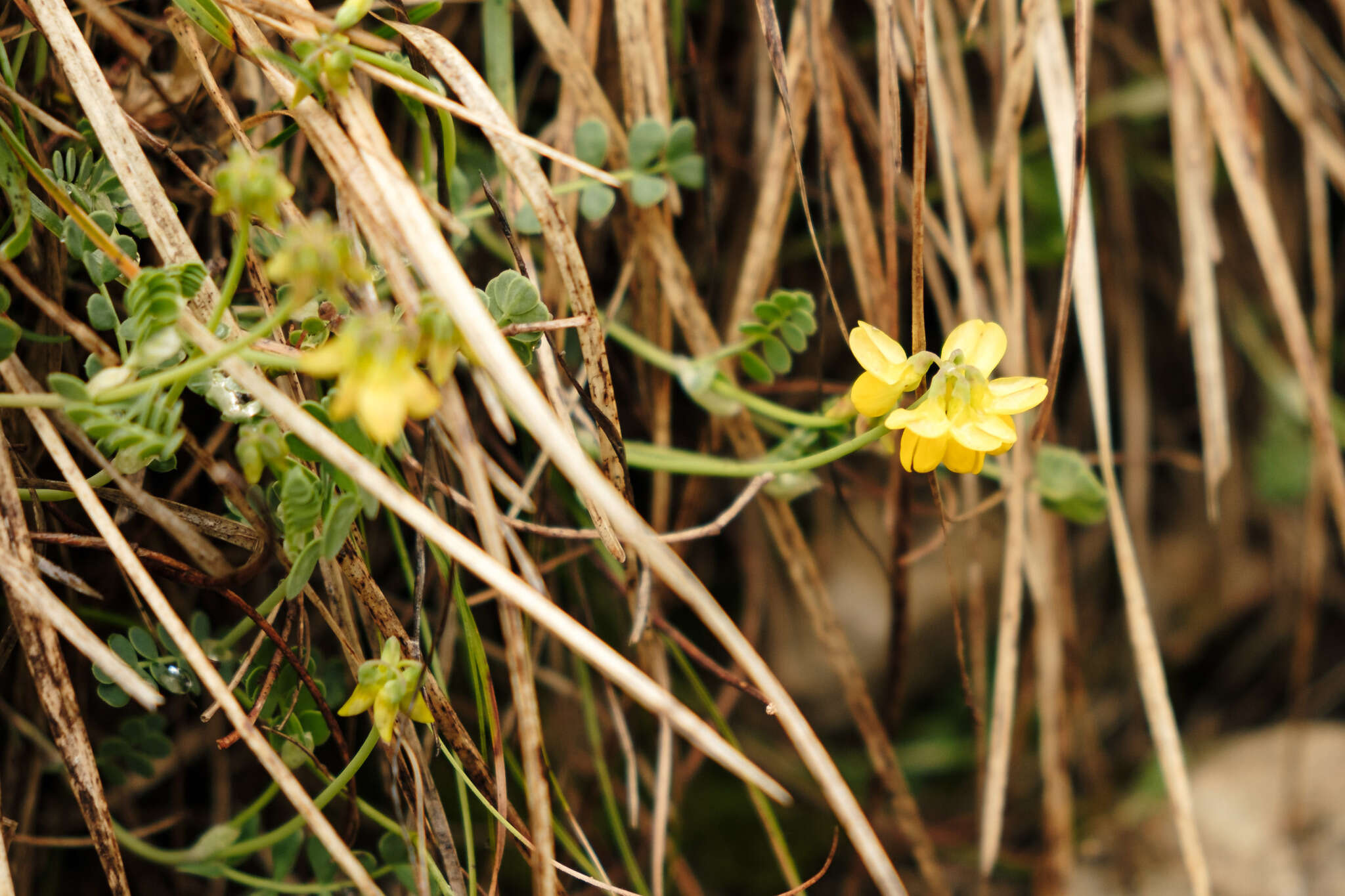 صورة Coronilla vaginalis Lam.