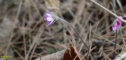 Image of Hepatica nobilis var. asiatica (Nakai) H. Hara