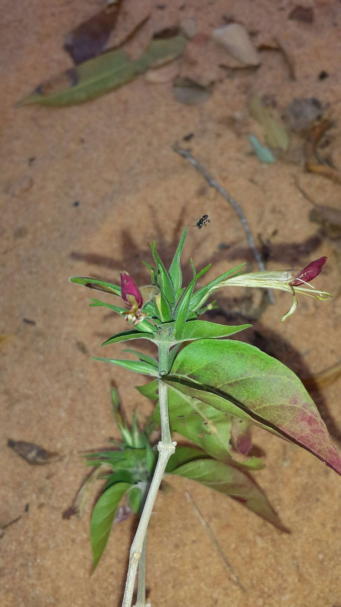 Hypoestes caudata Benoist resmi