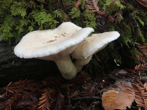 Image of Pleurotus dryinus (Pers.) P. Kumm. 1871