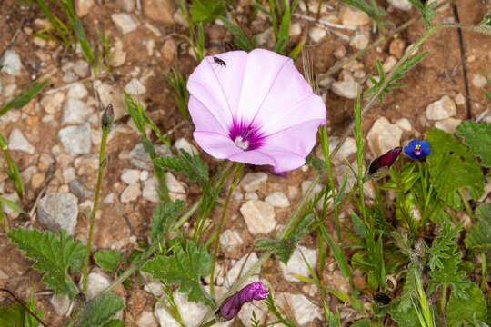 Image of mallow bindweed