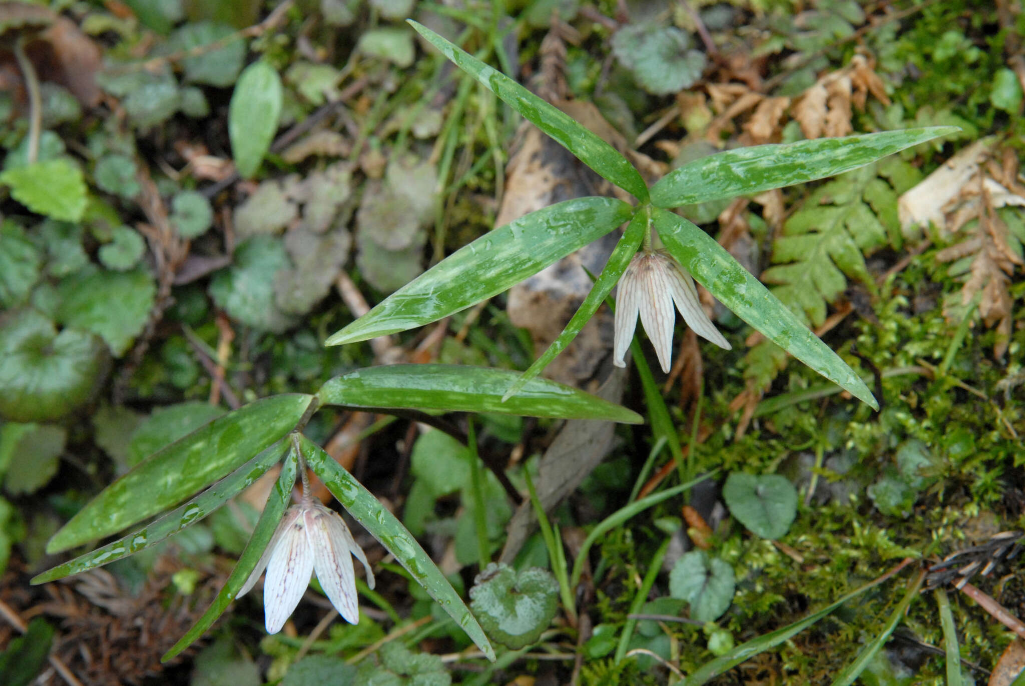 Image of Fritillaria ayakoana Maruy. & Naruh.