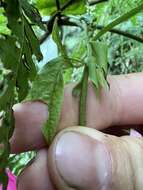 Image de Passiflora longipes A. Juss.