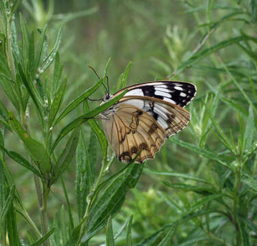 Imagem de Melanargia halimede Ménétriés 1859