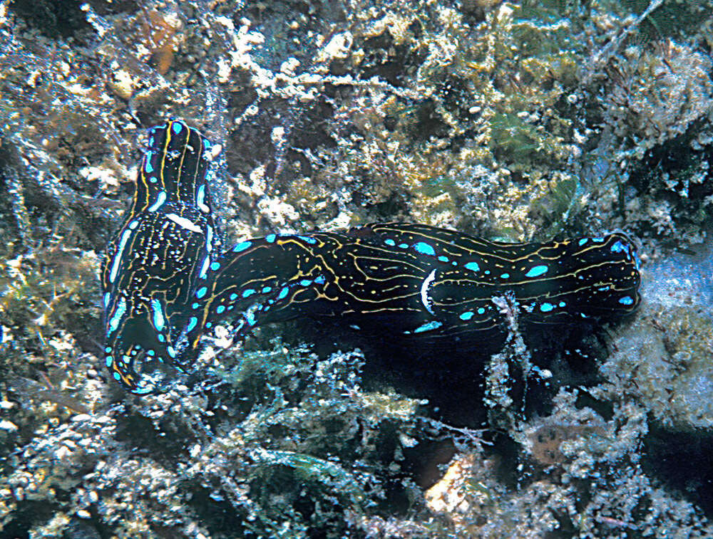 Image of Chelidonura alisonae Gosliner 2011