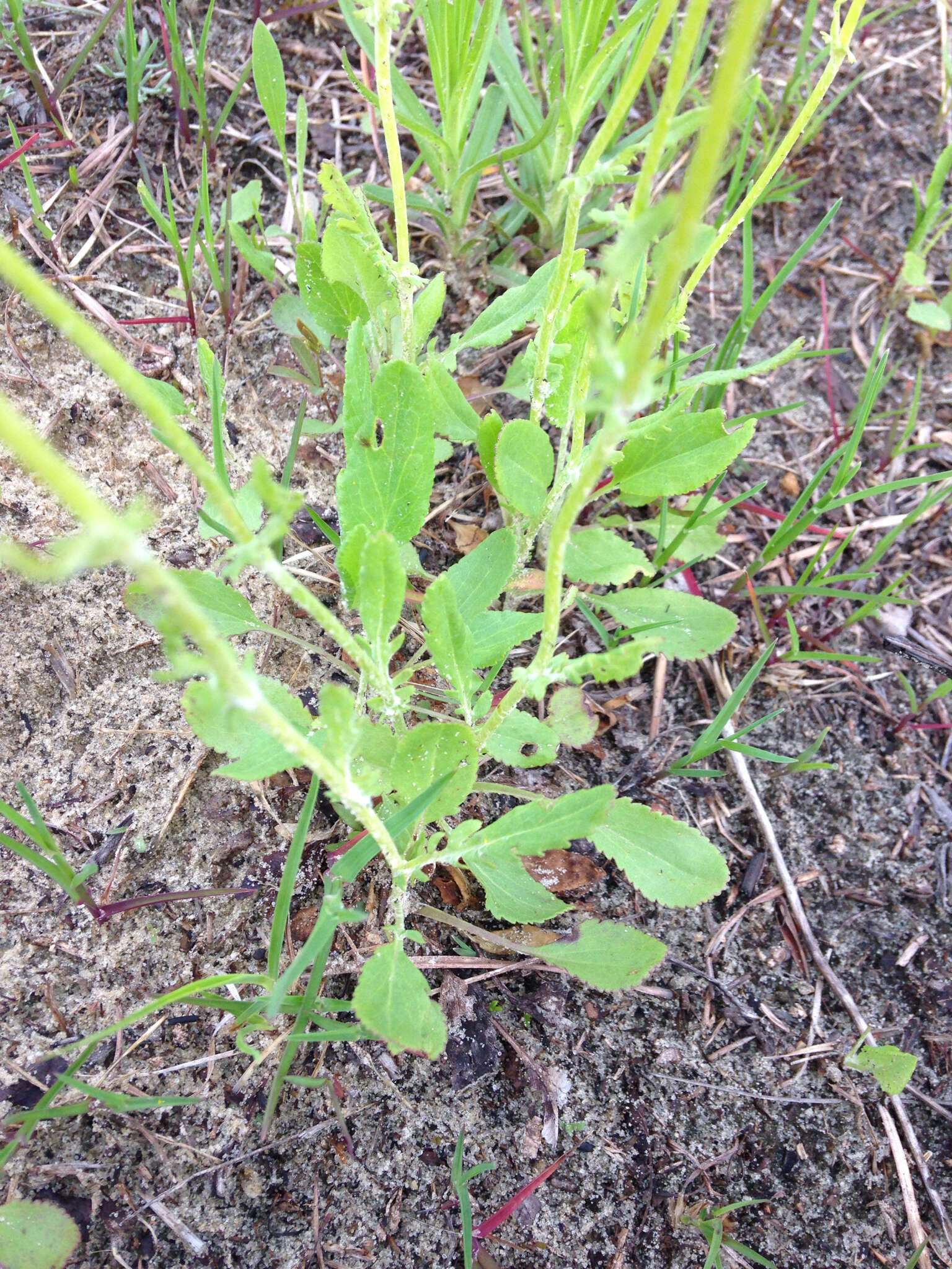 Image of prairie groundsel