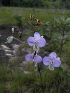 Sivun Murdannia macrocarpa D. Y. Hong kuva