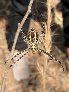 Image of Oval St Andrew's Cross Spider