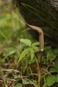 Image of Jacquemont's Cobra-Lily