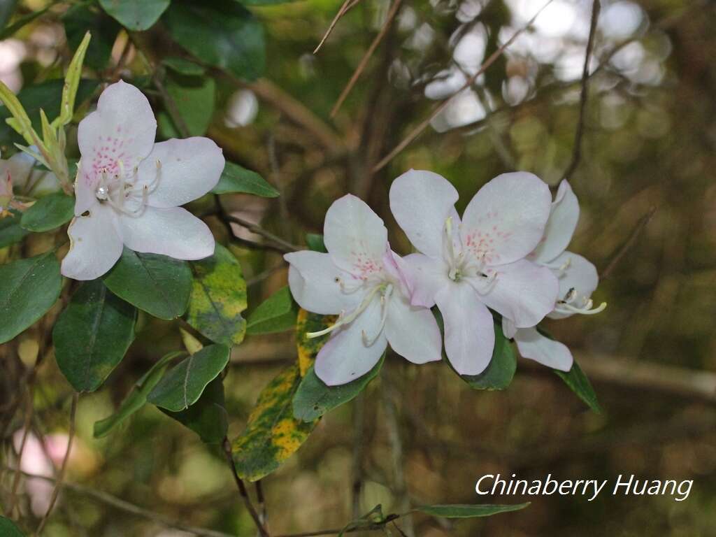 Imagem de Rhododendron ovatum (Lindl.) Planch. ex Maxim.