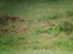 Image of Speckled Ground Squirrel