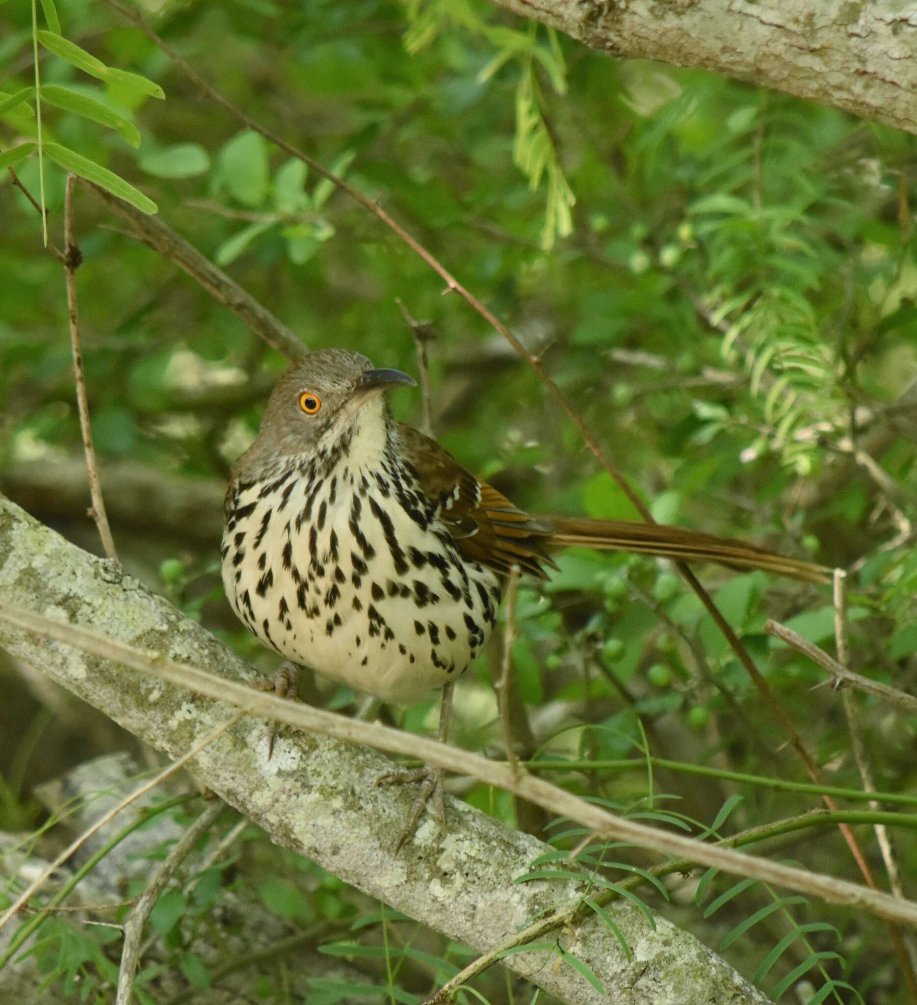 Image of Long-billed Thrasher