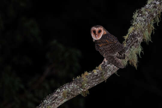 Image of Australian Masked Owl