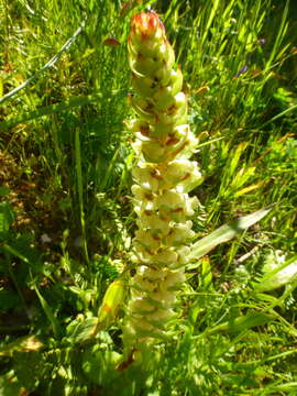 Image of Satyrium bicallosum Thunb.