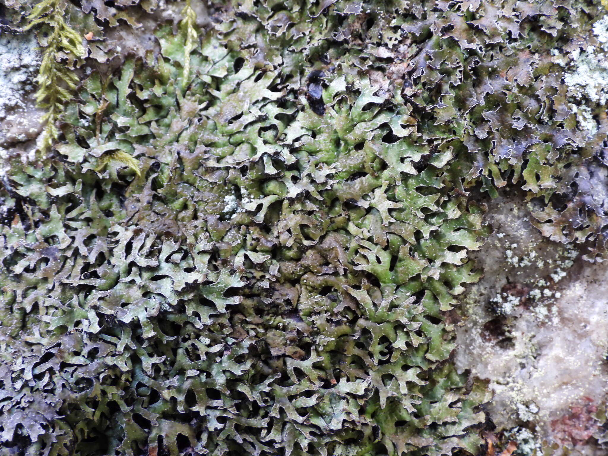 Image of pinnatifid shield lichen