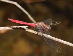 Image of Orthetrum villosovittatum (Brauer 1868)