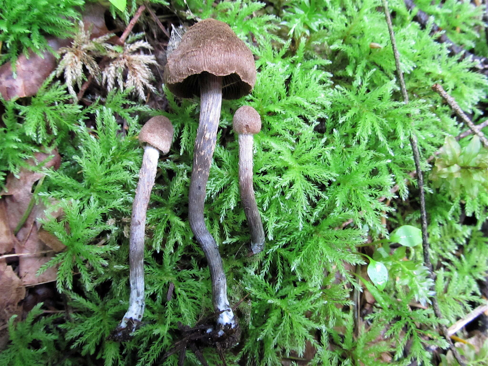 Image of Inosperma calamistratum