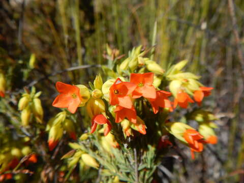 Imagem de Erica thunbergii var. thunbergii