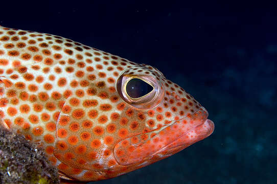 Epinephelus guttatus (Linnaeus 1758) resmi