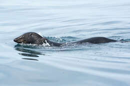 Image of Guadalupe Fur Seal