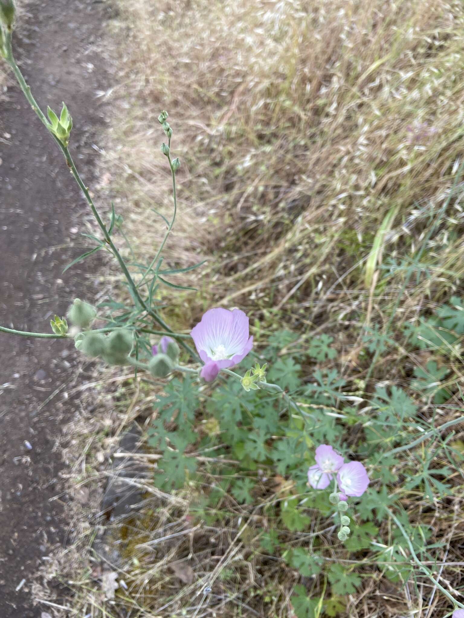 Слика од Sidalcea robusta A. A. Heller