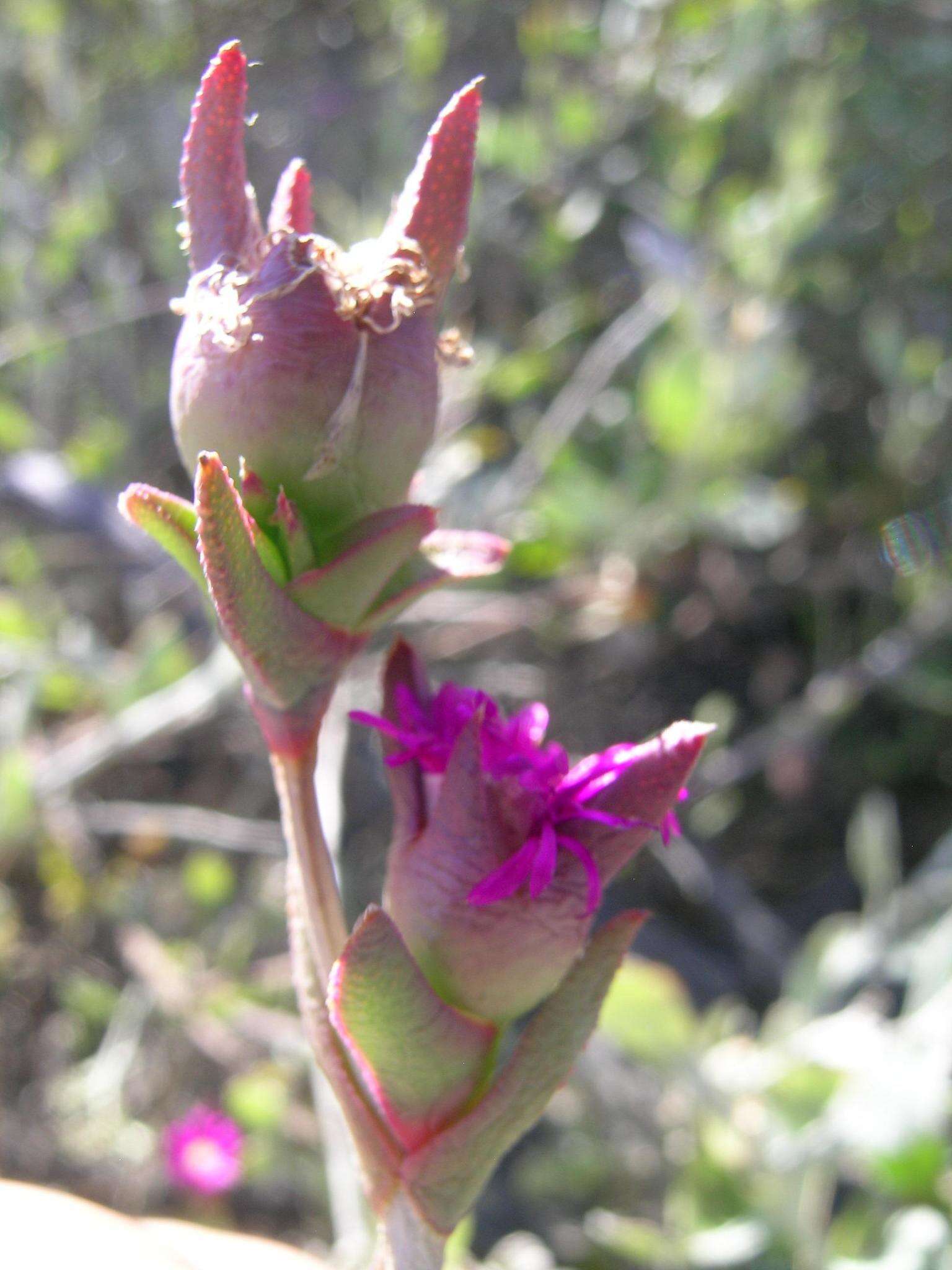 Image of Erepsia brevipetala L. Bol.