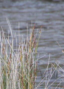 Image of Juncus kraussii subsp. australiensis (Buch.) S. Snogerup