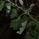 Image of Artemisia nilagirica (C. B. Cl.) Pamp.
