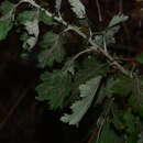 Image de Artemisia nilagirica (C. B. Cl.) Pamp.