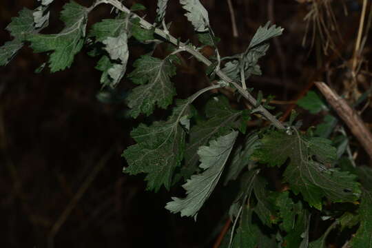 Image of Artemisia nilagirica (C. B. Cl.) Pamp.