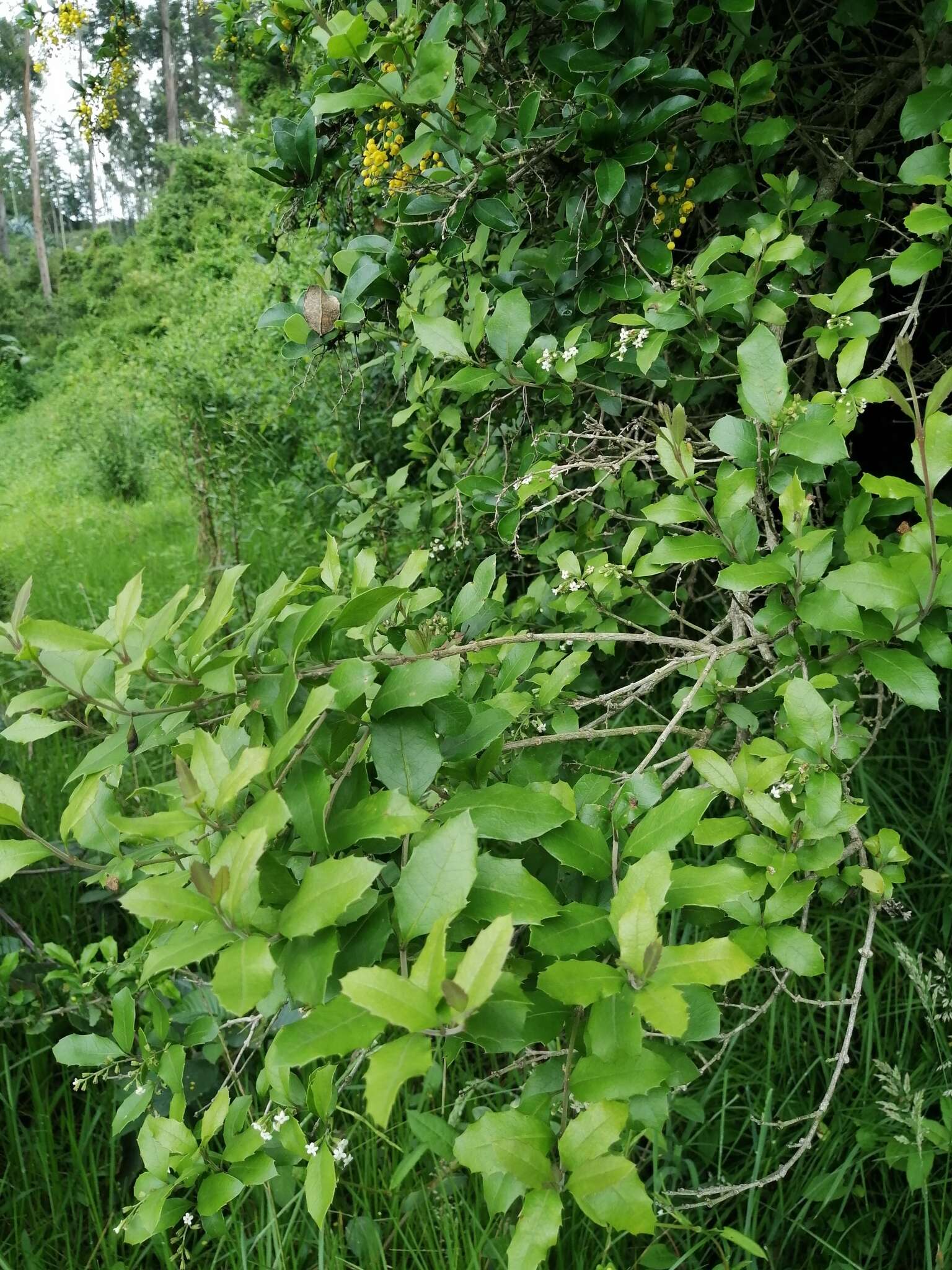 Image of Citharexylum ilicifolium Kunth