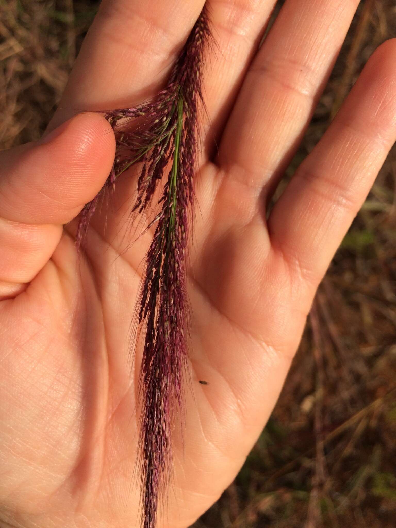 Image of molasses grass