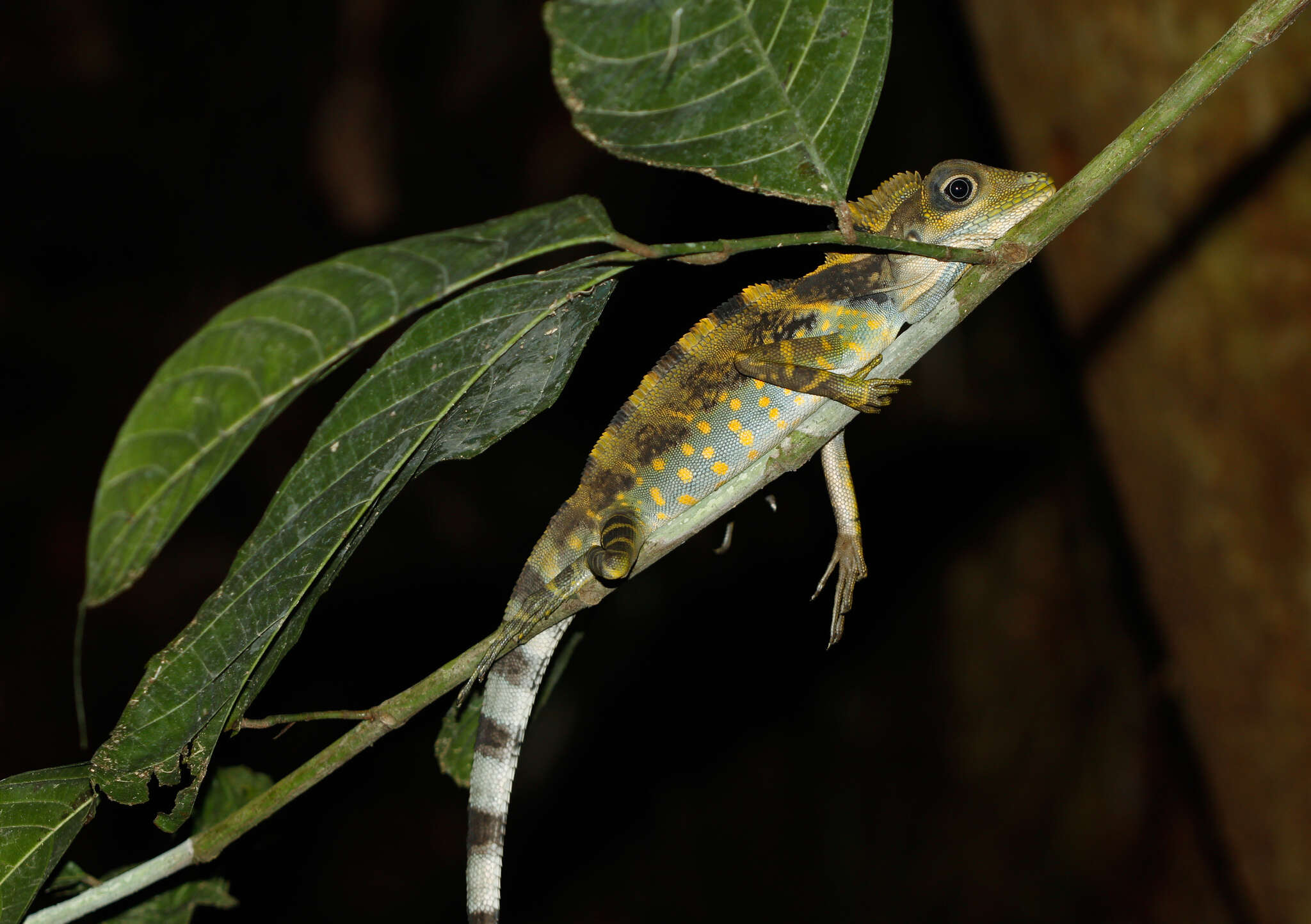 Image of Giant Forest Dragon