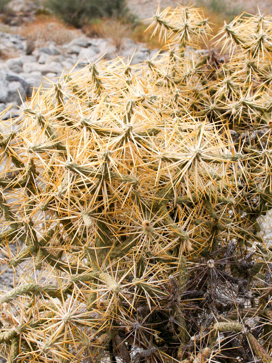 Image of branched pencil cholla