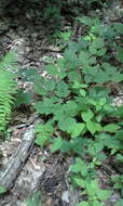 Image of Hylodesmum glutinosum (Muhl. ex Willd.) H. Ohashi & R. R. Mill