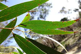 Image of Eucalyptus arenicola Rule