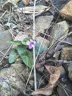 Image of Viola betonicifolia subsp. nagasakiensis (W. Becker) Y. S. Chen