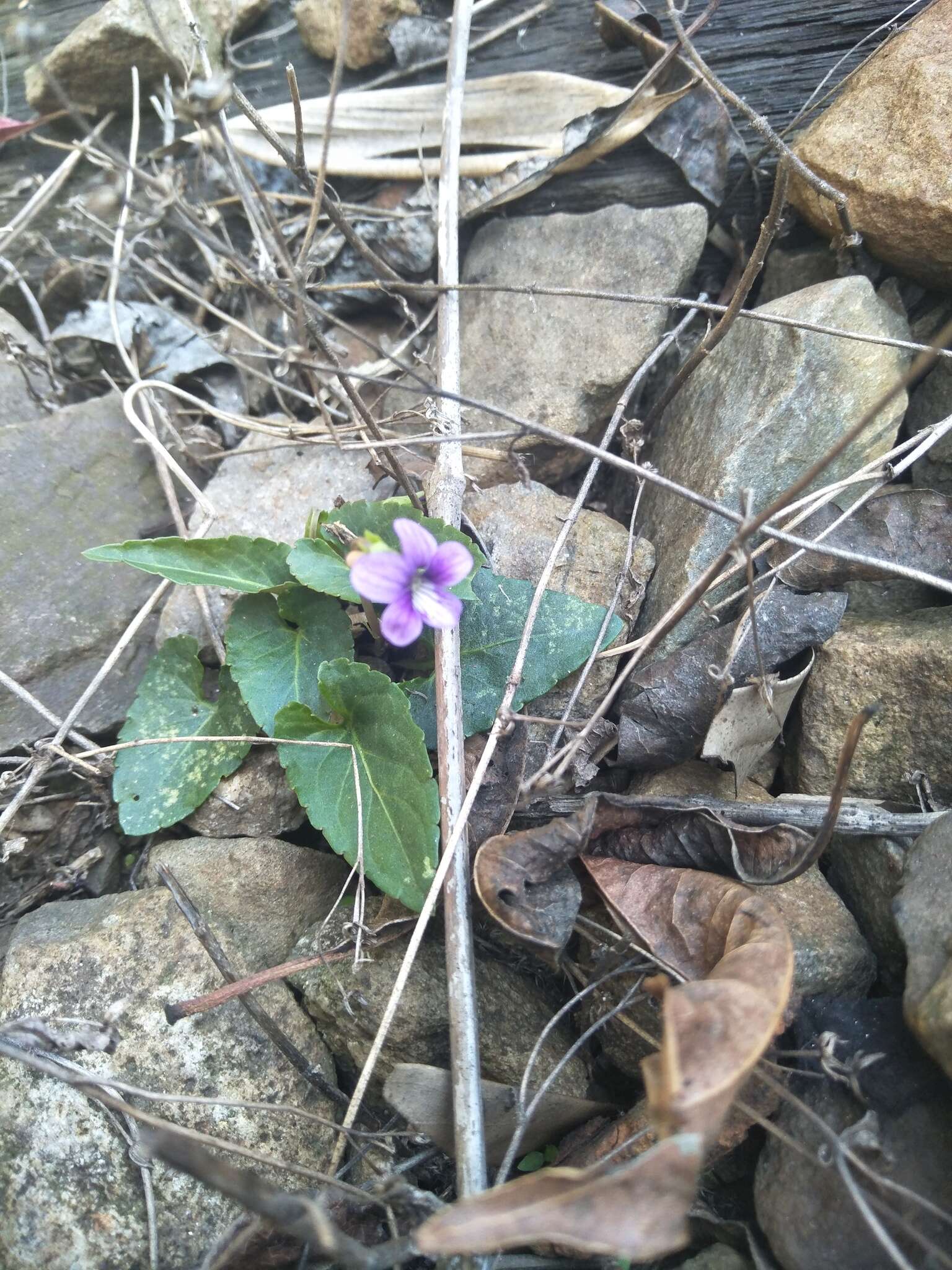 Image de Viola betonicifolia subsp. nagasakiensis (W. Becker) Y. S. Chen