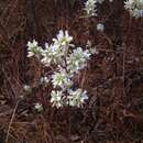 Image of coastal serviceberry