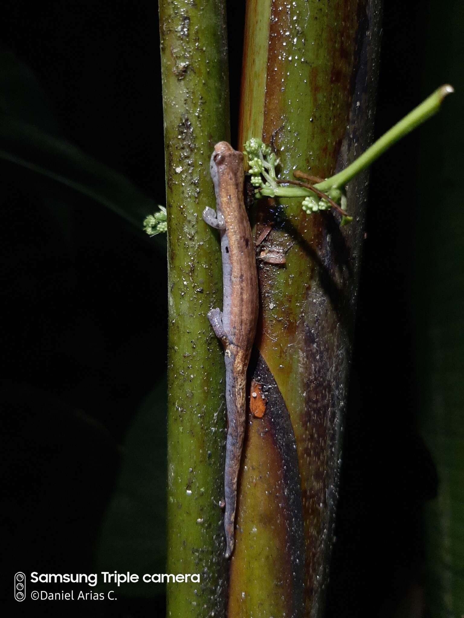 Image of Bolitoglossa peruviana (Boulenger 1883)