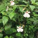 Image of Impatiens teitensis C. Grey-Wilson