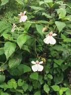 Image of Impatiens teitensis C. Grey-Wilson