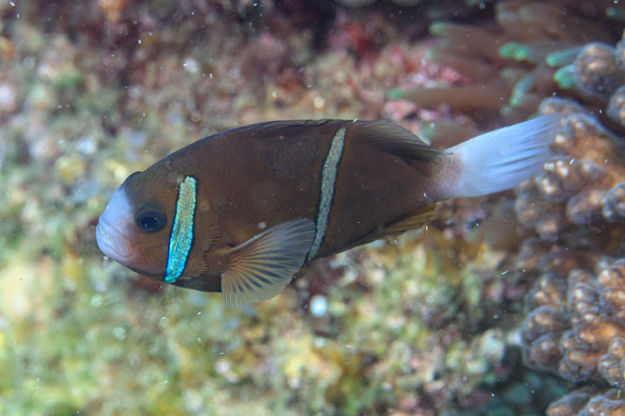 Image of Barrier Reef Anemonefish