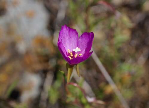 Imagem de Clarkia gracilis subsp. gracilis